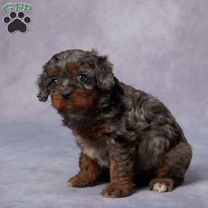 Nina, Cavapoo Puppy